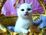 British Shorthair Pamuk Şeker Prens Bey Teslime Hazır