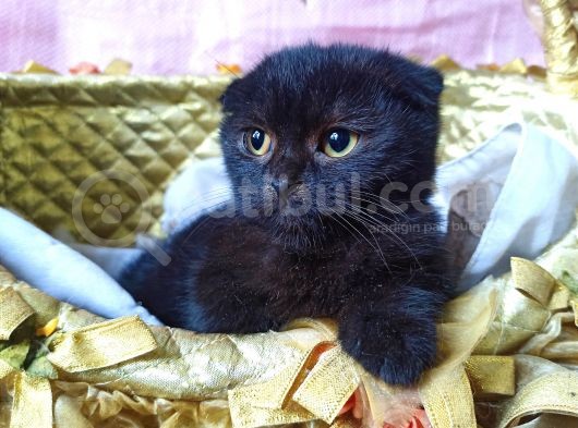 Bitter Çikolatalı Kız Fold Yavrumuz