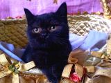Siyahın Asaleti Sanırsın Puma Olacak Büyüyünce British Shorthair