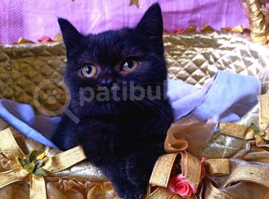 Siyahın Asaleti Sanırsın Puma Olacak Büyüyünce British Shorthair