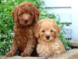 Sağlik Ve Irk Garanti̇li̇ Toy Poodle Yavrularim