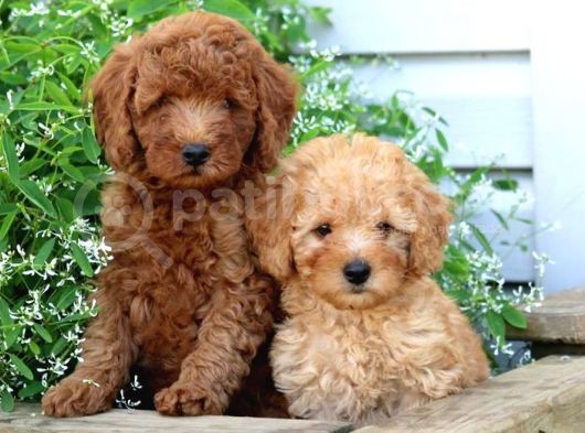 Sağlik Ve Irk Garanti̇li̇ Toy Poodle Yavrularim görsel