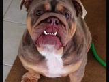 Egzotik İngiliz Bulldog Bebekler
