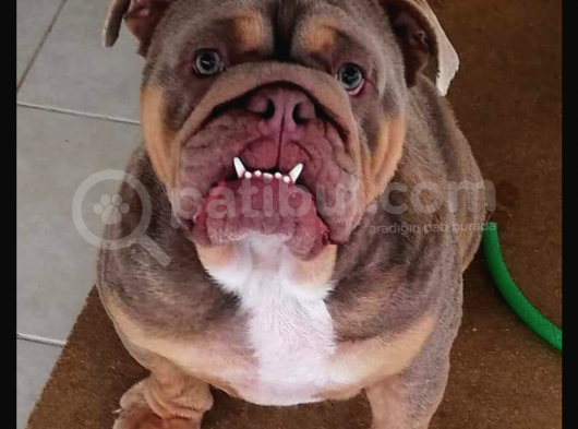 Egzotik İngiliz Bulldog Bebekler görsel