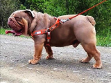 Egzotik İngiliz Bulldog Bebekler