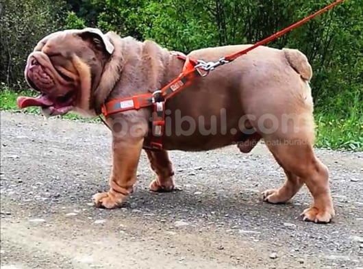 Egzotik İngiliz Bulldog Bebekler görsel