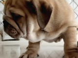 Egzotik İngiliz Bulldog Bebekler