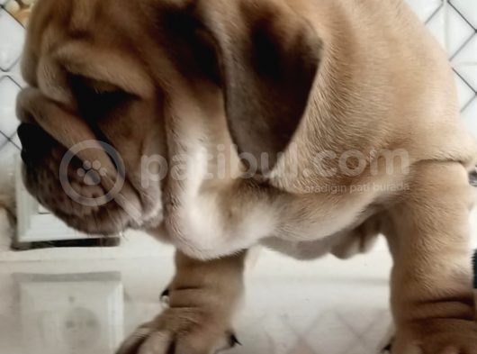 Egzotik İngiliz Bulldog Bebekler görsel