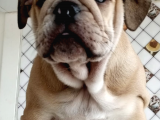 Egzotik İngiliz Bulldog Bebekler