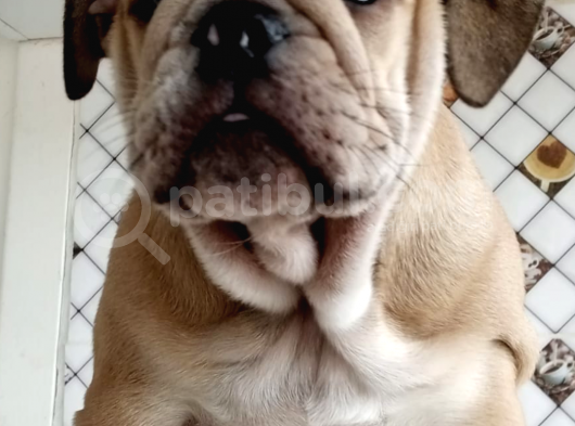 Egzotik İngiliz Bulldog Bebekler görsel