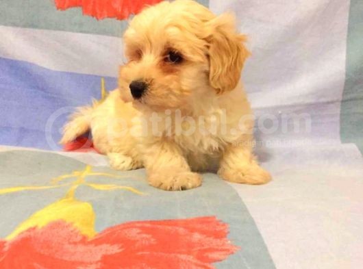 Show Kalite Maltipoo Bebekler görsel