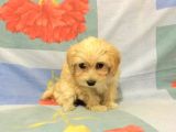 Show Kalite Maltipoo Bebekler