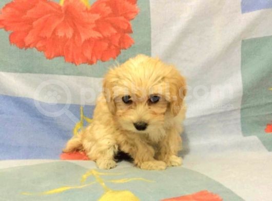 Show Kalite Maltipoo Bebekler