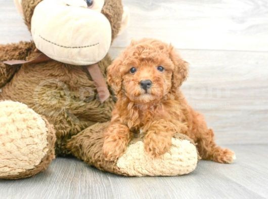 Sağlik Ve Irk Garanti̇li̇ Red Toy Poodle Yavrularimiz görsel