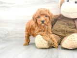 Sağlik Ve Irk Garanti̇li̇ Red Toy Poodle Yavrularimiz