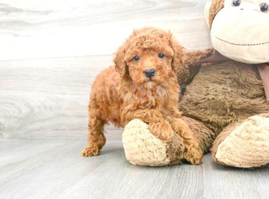 Sağlik Ve Irk Garanti̇li̇ Red Toy Poodle Yavrularimiz