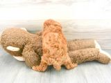 Sağlik Ve Irk Garanti̇li̇ Red Toy Poodle Yavrularimiz