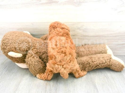 Sağlik Ve Irk Garanti̇li̇ Red Toy Poodle Yavrularimiz görsel
