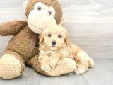 Sağlik Ve Irk Garanti̇li̇ Toy Poodle Yavrum