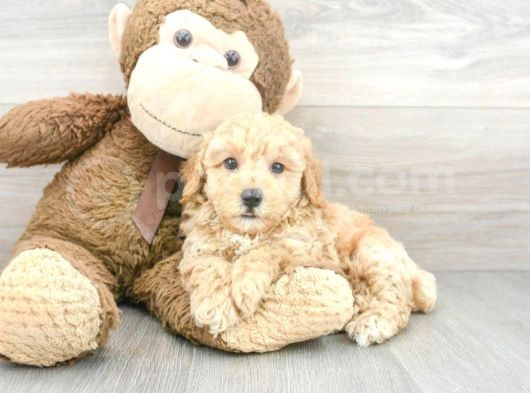 Sağlik Ve Irk Garanti̇li̇ Toy Poodle Yavrum