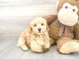 Sağlik Ve Irk Garanti̇li̇ Toy Poodle Yavrum