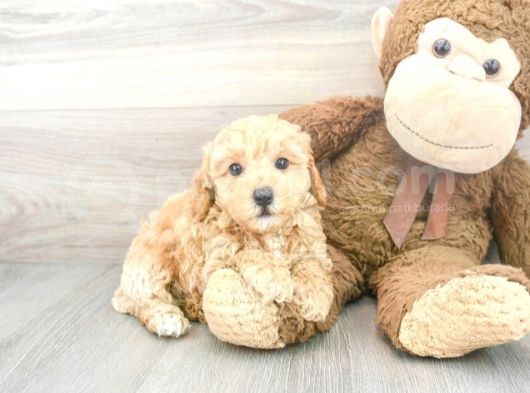 Sağlik Ve Irk Garanti̇li̇ Toy Poodle Yavrum görsel