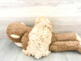 Sağlik Ve Irk Garanti̇li̇ Toy Poodle Yavrum