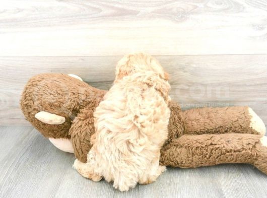 Sağlik Ve Irk Garanti̇li̇ Toy Poodle Yavrum görsel