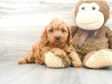 Sağlik Ve Irk Garanti̇li̇ Red Brown Toy Poodle Yavrum