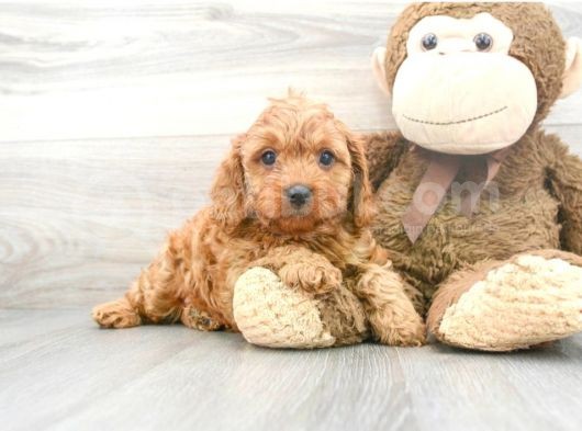 Sağlik Ve Irk Garanti̇li̇ Red Brown Toy Poodle Yavrum