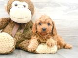 Sağlik Ve Irk Garanti̇li̇ Red Brown Toy Poodle Yavrum