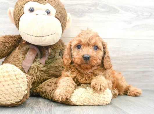 Sağlik Ve Irk Garanti̇li̇ Red Brown Toy Poodle Yavrum görsel