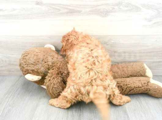 Sağlik Ve Irk Garanti̇li̇ Red Brown Toy Poodle Yavrum görsel