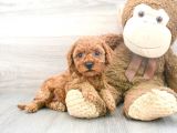 Sağlik Ve Irk Garanti̇li̇ Toy Poodle Yavrumuz