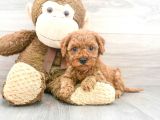 Sağlik Ve Irk Garanti̇li̇ Toy Poodle Yavrumuz