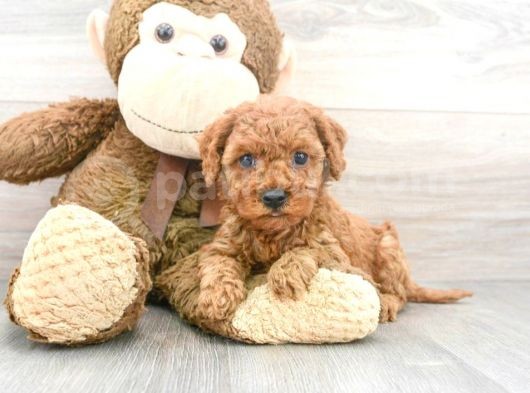 Sağlik Ve Irk Garanti̇li̇ Toy Poodle Yavrumuz görsel