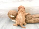 Sağlik Ve Irk Garanti̇li̇ Toy Poodle Yavrumuz