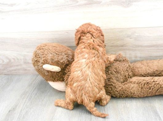 Sağlik Ve Irk Garanti̇li̇ Toy Poodle Yavrumuz görsel