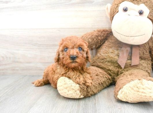 Sağlik Ve Irk Garanti̇li̇ Red Brown Toy Poodle Yavrularimiz görsel