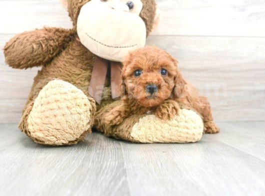 Sağlik Ve Irk Garanti̇li̇ Red Brown Toy Poodle Yavrularimiz