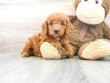 Sağlik Ve Irk Garanti̇li̇ Red Brown Toy Poodle Yavrum