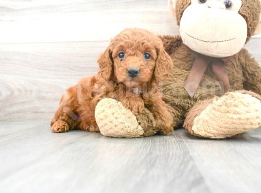Sağlik Ve Irk Garanti̇li̇ Red Brown Toy Poodle Yavrum görsel