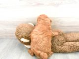 Sağlik Ve Irk Garanti̇li̇ Red Brown Toy Poodle Yavrum