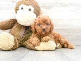 Sağlik Ve Irk Garanti̇li̇ Red Brown Toy Poodle Yavrularimiz
