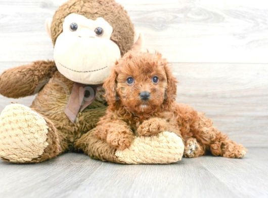 Sağlik Ve Irk Garanti̇li̇ Red Brown Toy Poodle Yavrularimiz görsel