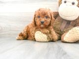 Sağlik Ve Irk Garanti̇li̇ Red Brown Toy Poodle Yavrularimiz