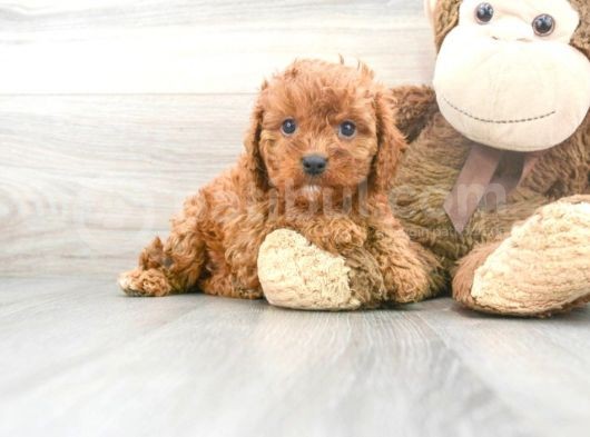 Sağlik Ve Irk Garanti̇li̇ Red Brown Toy Poodle Yavrularimiz