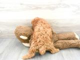 Sağlik Ve Irk Garanti̇li̇ Red Brown Toy Poodle Yavrularimiz