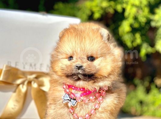 Safkan Pomeranian Boo Yavrularımız görsel