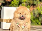Safkan Pomeranian Boo Yavrularımız